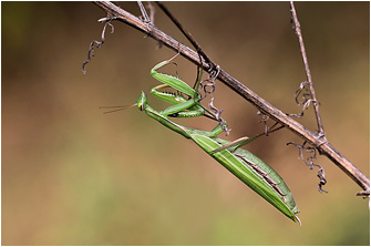Mantis religiosa
