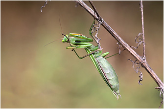 Mantis religiosa