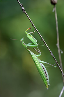 Mantis religiosa