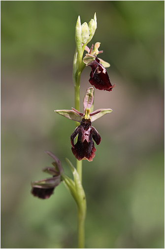 Ophrys holoserica x insectifera
