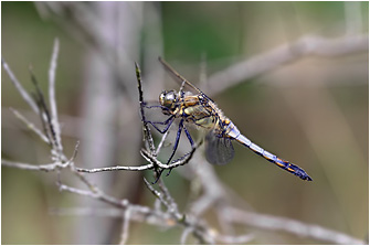 Orthetrum cancellatum