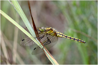 Orthetrum cancellatum
