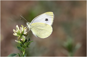 Pieris mannii