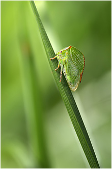 Stictocephala bisonia