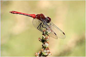 Sympetrum sanguineum