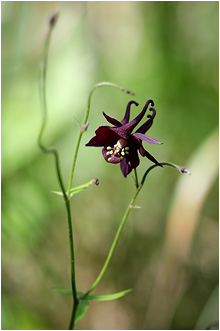 Aquilegia atrata