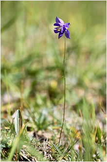 Aquilegia einseleana