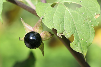 Atropa belladonna