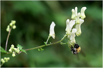 Bombus gerstaeckeri