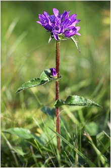 Campanula glomerata