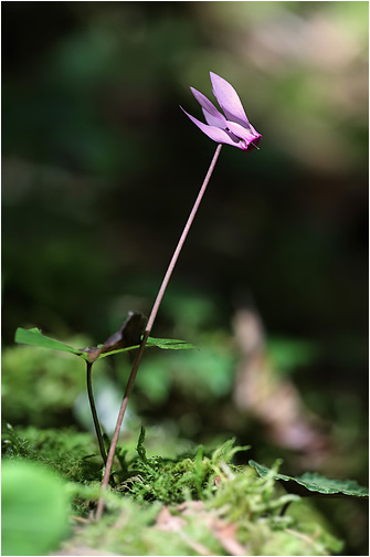 Cyclamen purpurascens