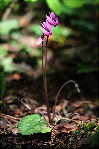 Cyclamen purpurascens