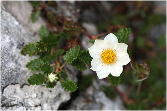 Dryas octopetala