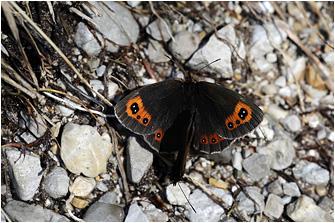 Erebia aethiops