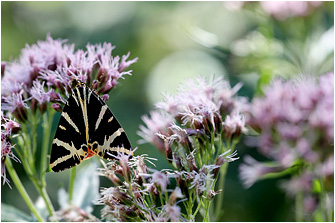 Euplagia quadripunctaria