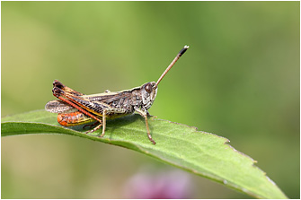 Gomphocerippus rufus