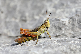 Gomphocerippus rufus