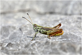 Gomphocerippus rufus