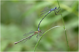 Lestes dryas