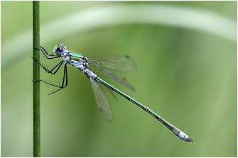 Lestes dryas