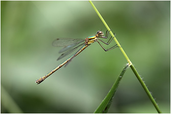 Lestes dryas