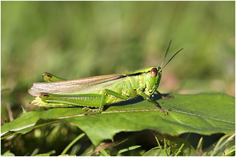 Mecostethus parapleurus