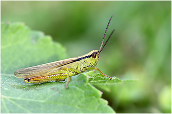 Mecostethus parapleurus
