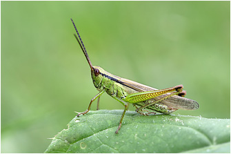 Mecostethus parapleurus