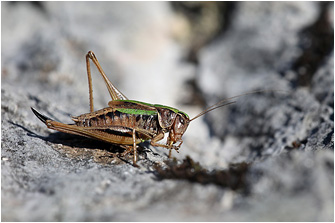Metrioptera brachyptera