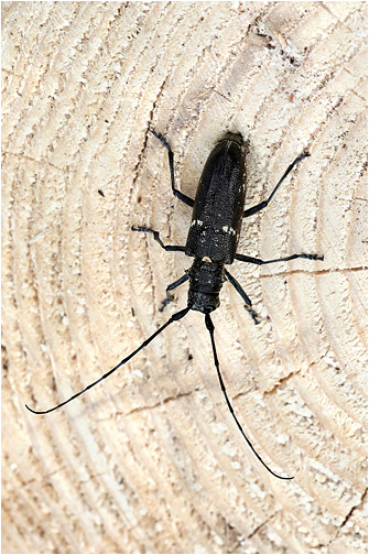 Monochamus sartor