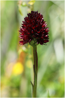 Nigritella rhellicani