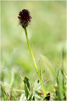 Nigritella rhellicani