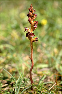 Orobanche gracilis