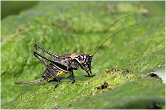 Pholidoptera aptera