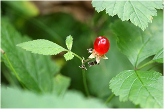 Rubus saxatilis