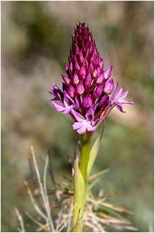 Anacamptis pyramidalis