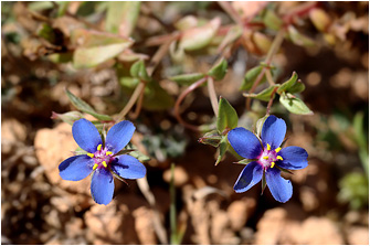 Anagallis foemina