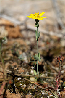 Blackstonia perfoliata
