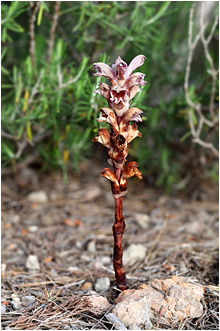 Boulardia latisquama