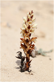 Boulardia latisquama