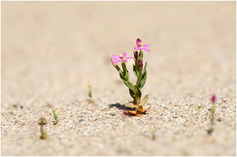Centaurium pulchellum