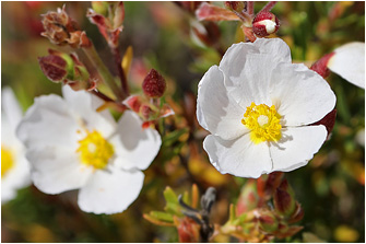 Cistus clusii ssp. multiflorus
