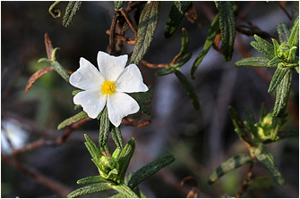 Cistus monspeliensis