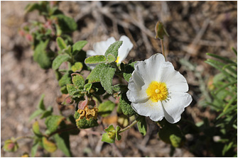 Cistus salvifolius