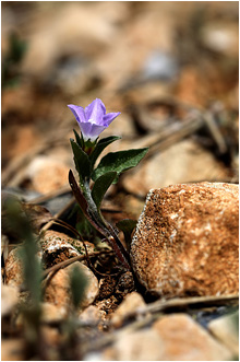 Convolvulus siculus