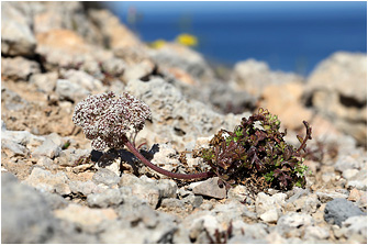 Daucus carota subsp. commutatus