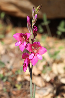 Gladiolus dubius