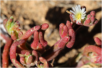 Mesembryanthemum nodiflorum