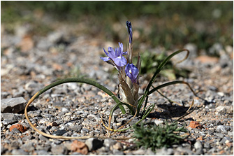 Moraea sisyrinchium
