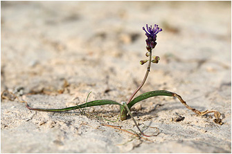 Muscari comosum